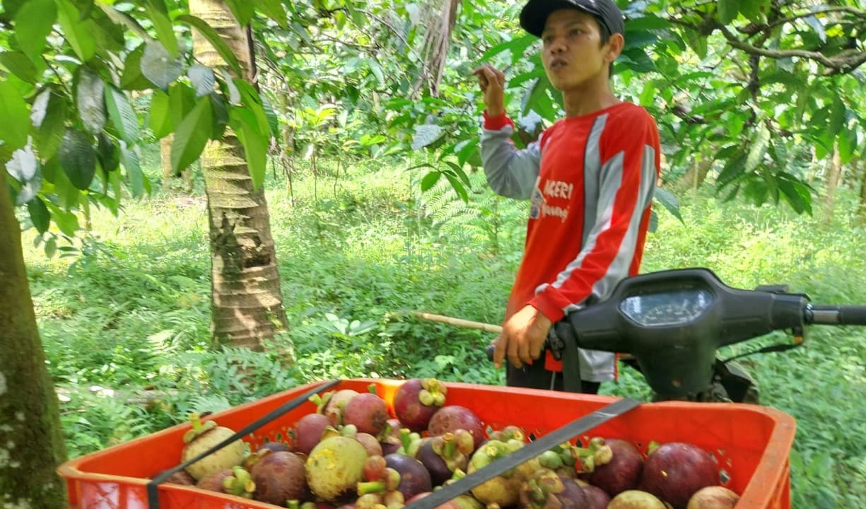 Harga Manggis Banyuwangi Melonjak, Tembus Rp80 Ribu per Kilogram