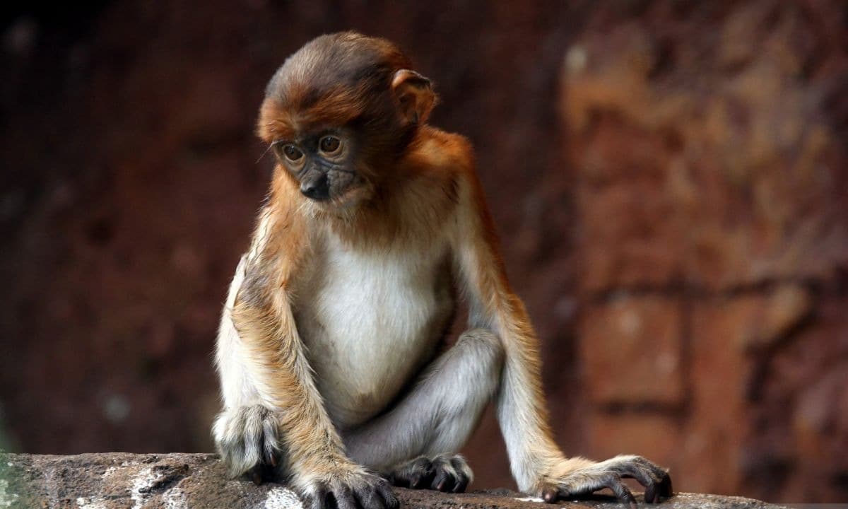 Bayi Bekantan Lahir di Batu Secret Zoo, Tambah Koleksi Satwa Langka