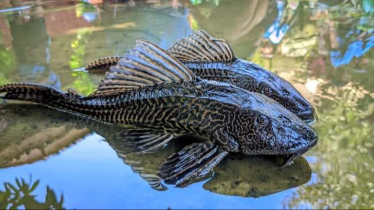 Ikan Sapu-Sapu, Spesies Invasif yang Ancam Ekosistem Perairan Indonesia