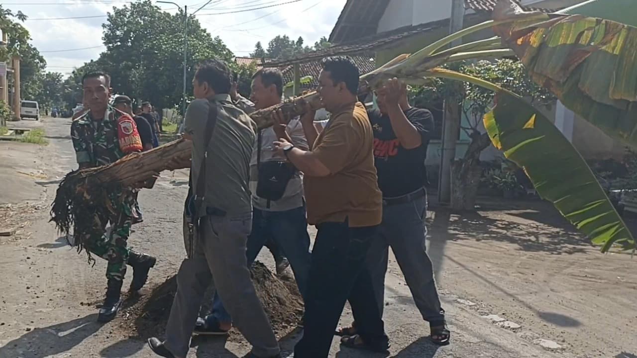 Pemdes Bakung Respon Aksi Warga Tanam Pohon Pisang Di Jalan Rusak