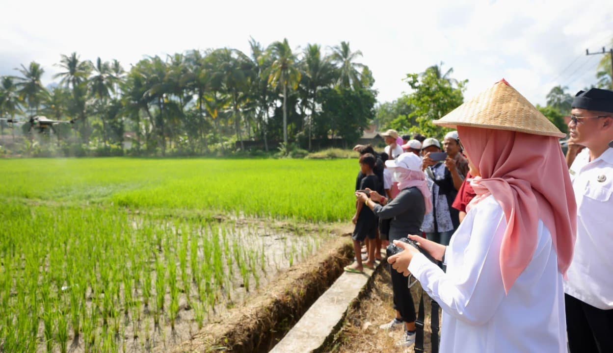 Panen Raya Januari-Maret 2026, Produksi Padi Banyuwangi Capai 160 Ribu Ton