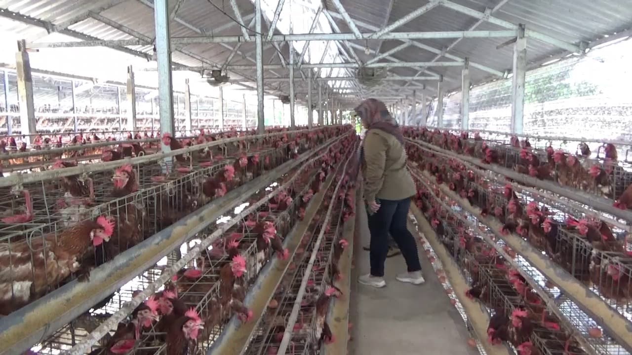 Warga Keluhkan Aktivitas Peternakan Ayam Petelur di Dekat Permukiman