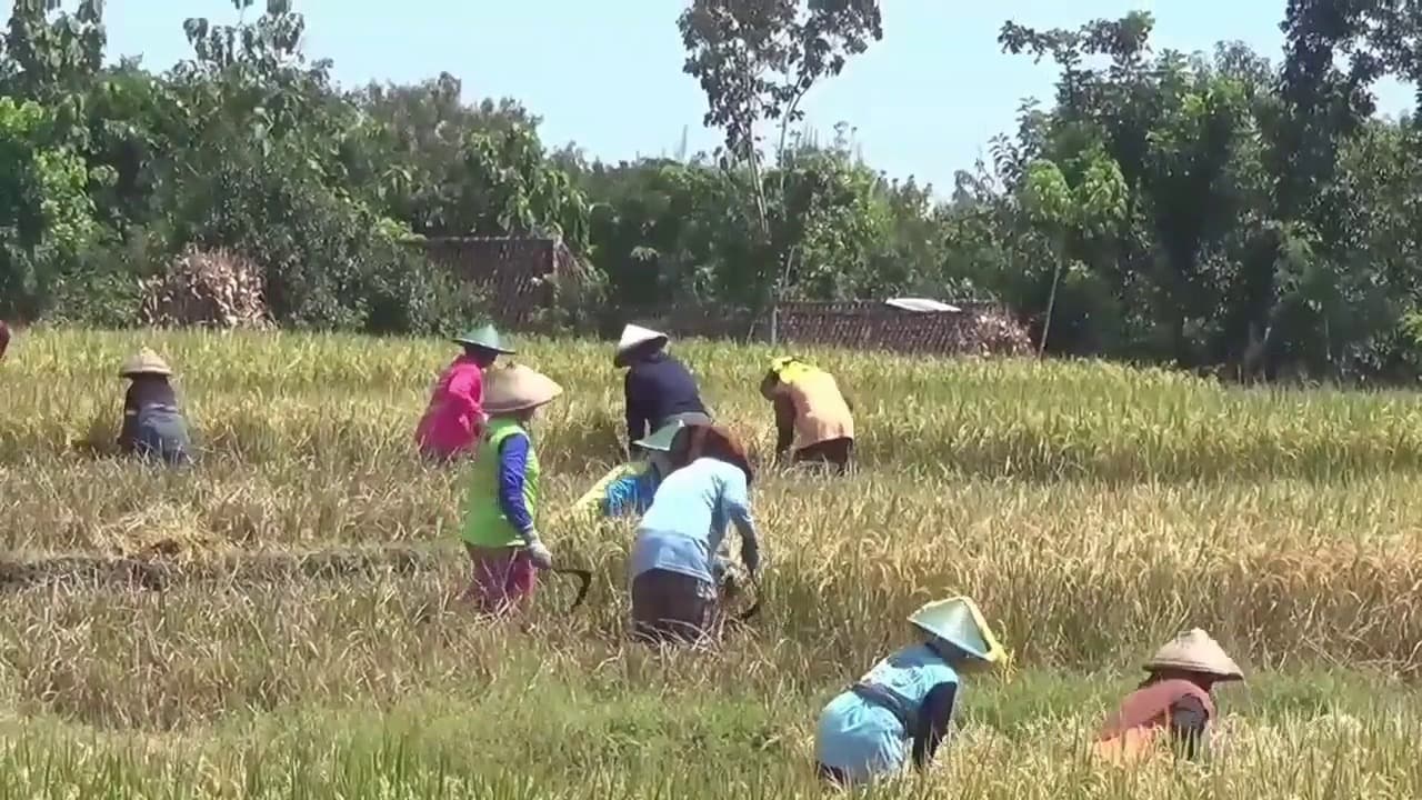 Musim Tanam, Petani Dibayangi Fenomena El Nino “Godzilla”