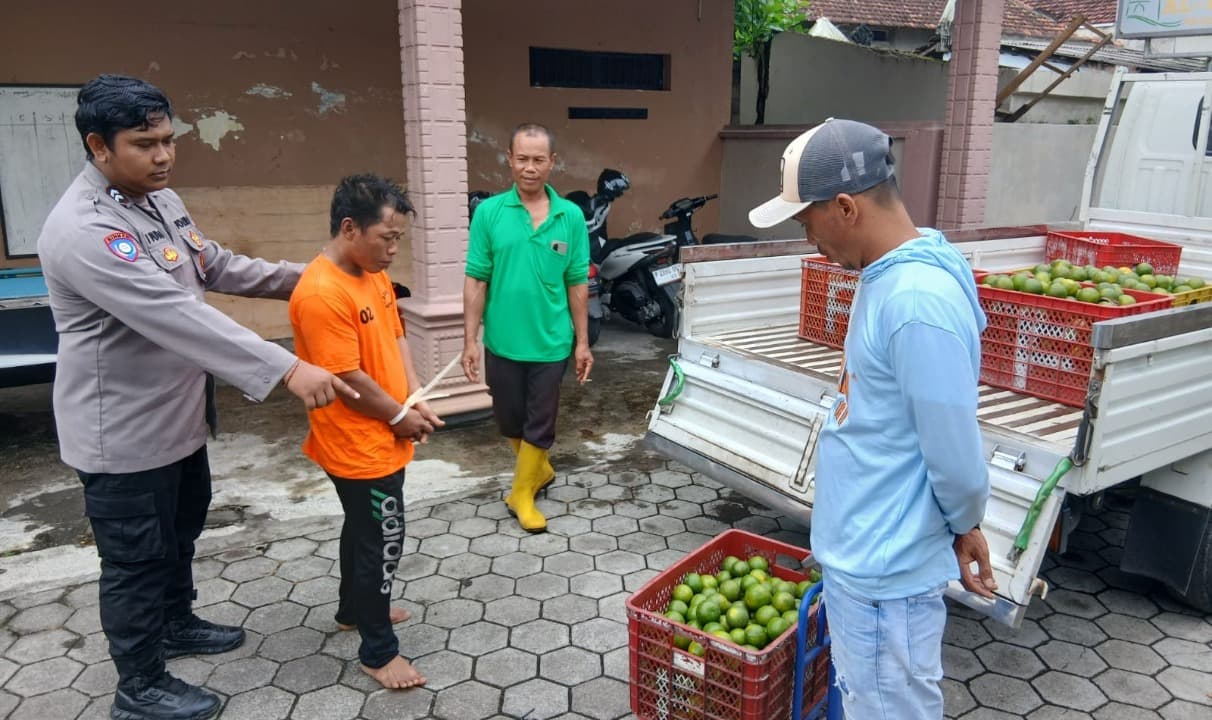 Maling Jeruk di Purwoharjo Babak Belur Dihajar Warga