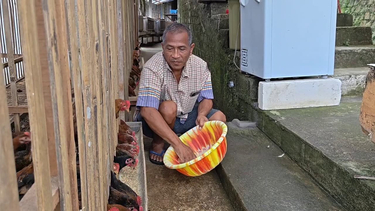 Budidaya Ayam Sengkuni di Lahan Sempit, Hasilkan Omzet Rp30 Juta per Bulan