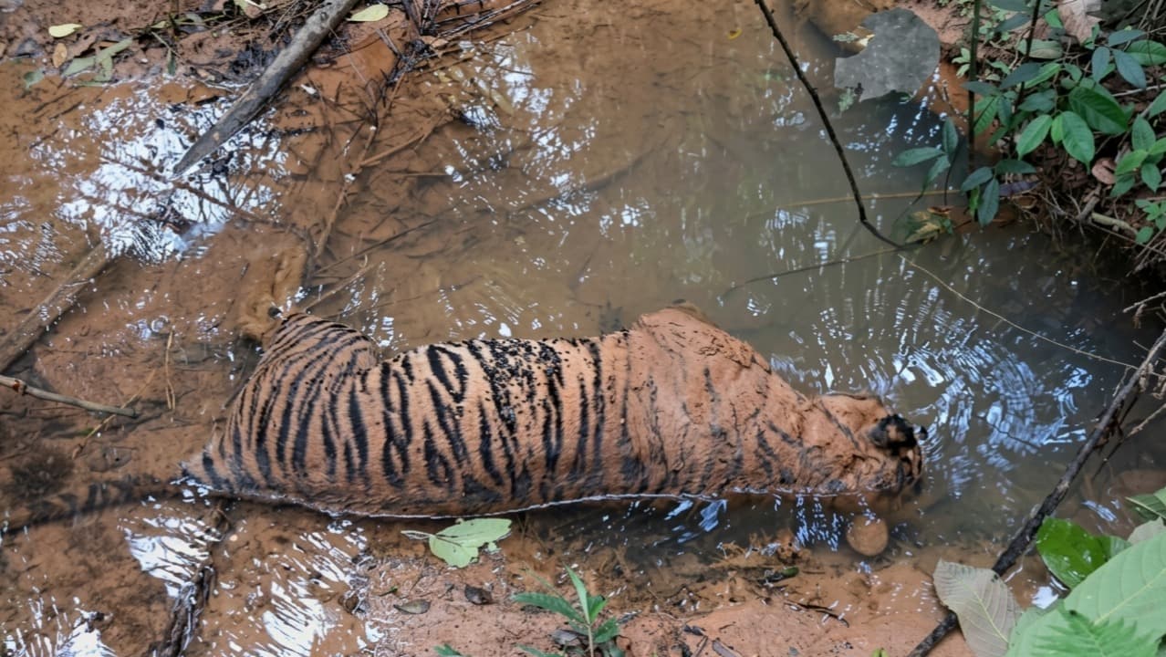 BKSDA Selidiki Kematian Harimau Sumatra di Mukomuko, Nekropsi Masih Didalami