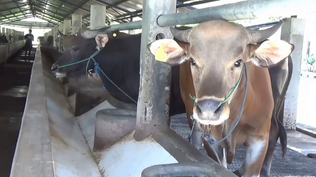 Permintaan Sapi Kurban Mulai Naik