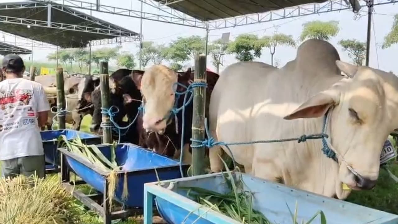 134 Sapi Unjuk Gigi di Kontes Ternak Kediri, Sinyal Kebangkitan Usai PMK