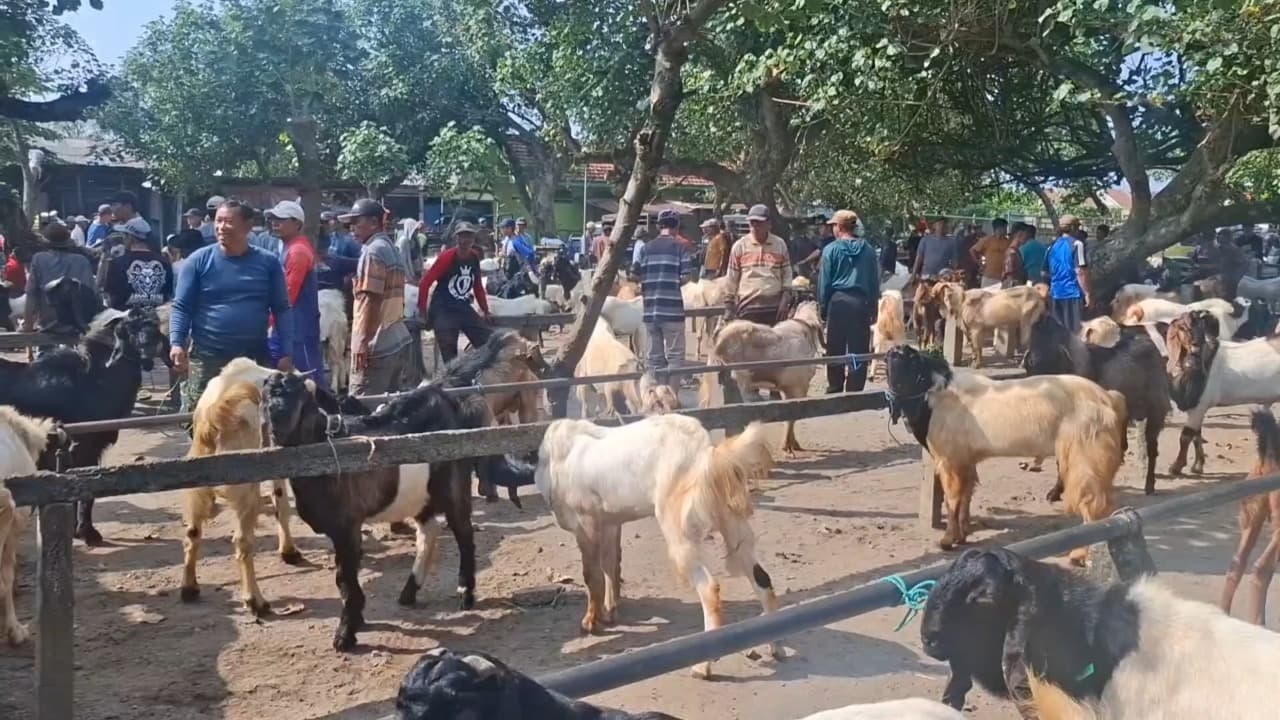 Jelang Idul Adha, Penjualan Kambing Di Pasar Muning Kediri Melonjak 50 Persen