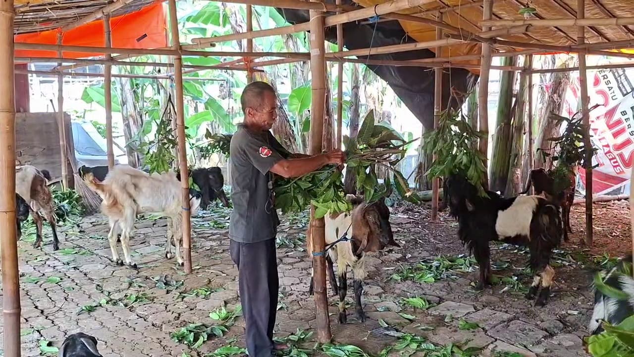 Penjualan Kambing Kurban di Kota Madiun Mulai Menggeliat, Harga Mulai Rp2,8 Juta