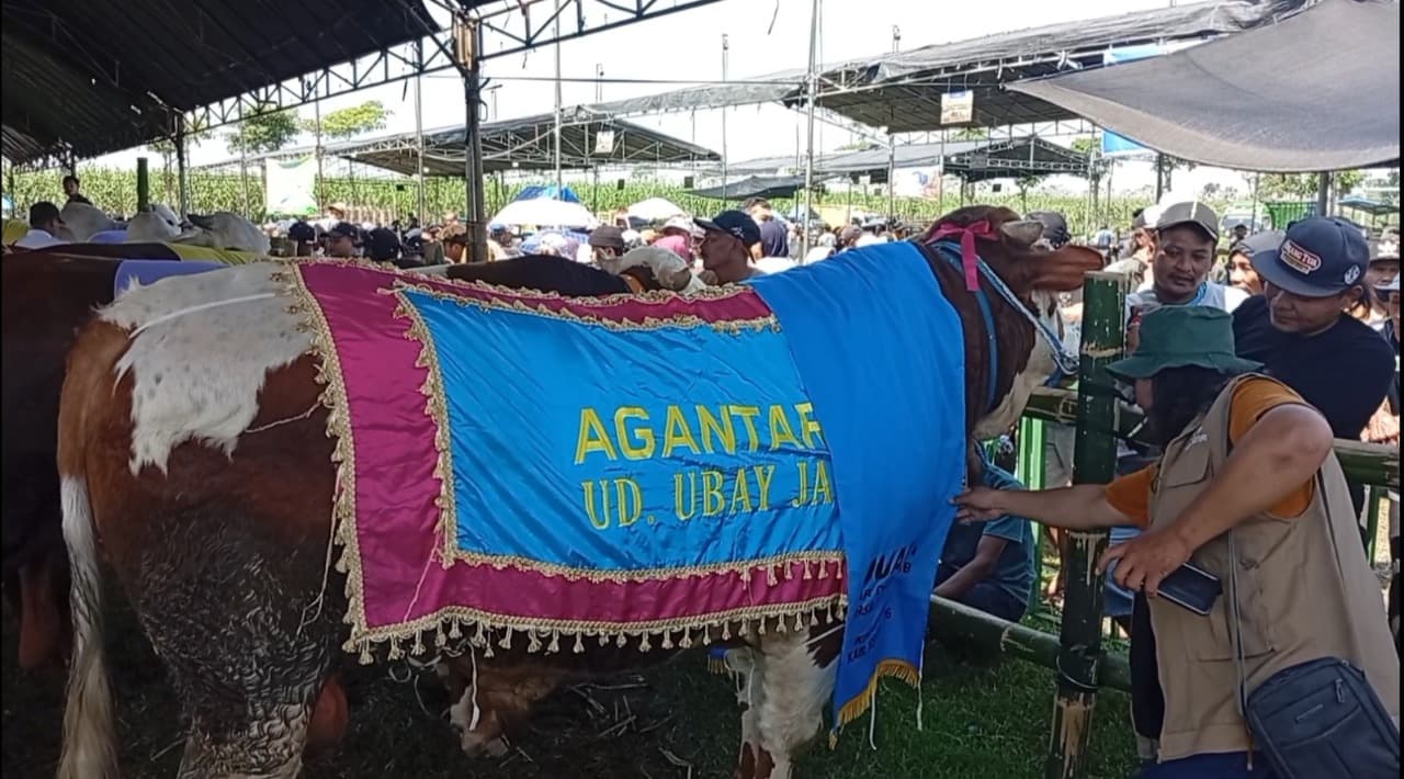 Sapi 1,2 Ton Sabet Gelar Jawara di Kontes Ternak Kediri 2026