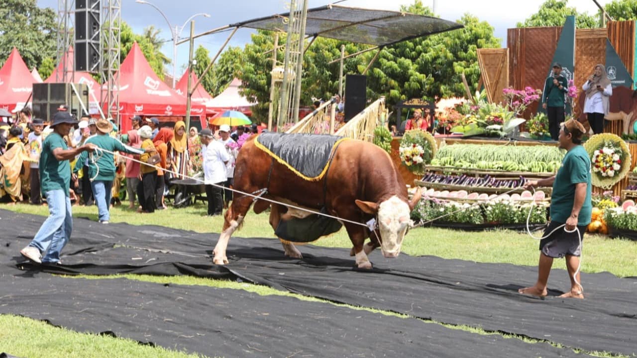 Parade Sapi Jumbo di Kontes, Pameran, dan Bursa Ternak, Ajang Promosi Ternak Unggul Banyuwangi