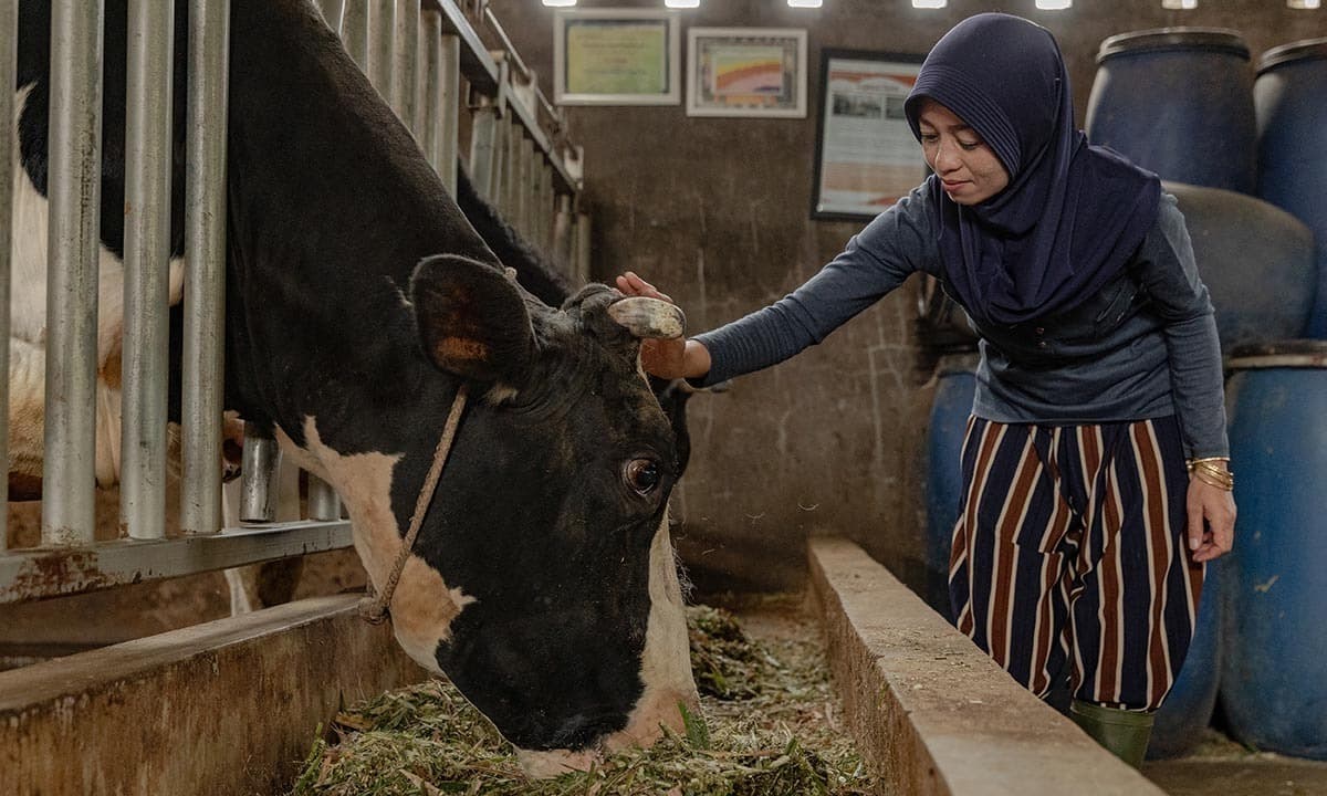 Ketangguhan Para Peternak Perempuan Menjaga Kualitas Susu Sapi Indonesia