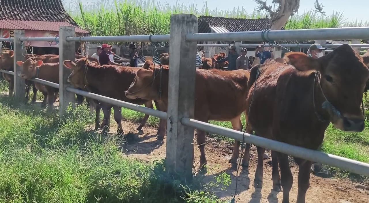 Populasi Sapi di Magetan Turun, Pengawasan Hewan Kurban Diperketat Jelang Idul Adha