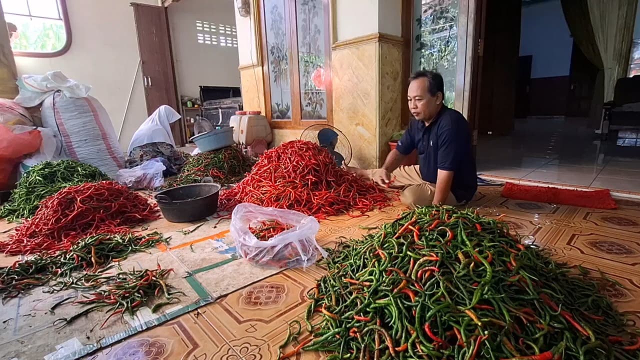 Petani Cabai di Kediri Sumringah, Panen Saat Harga Tembus Rp 32 Ribu per Kilogram