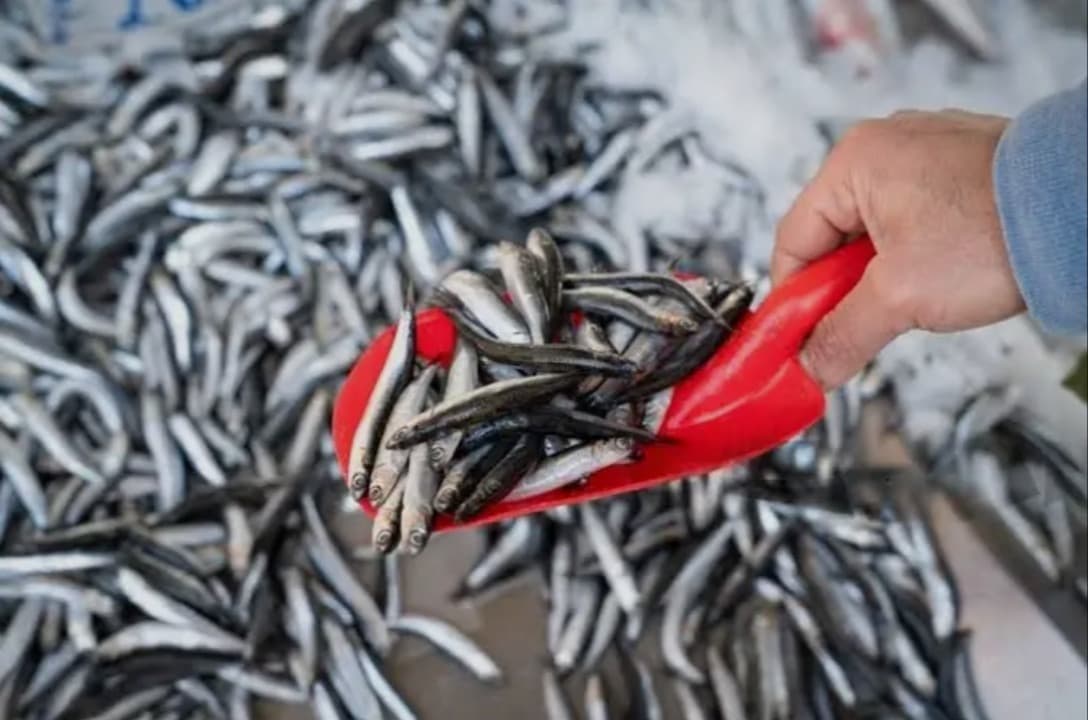 Mengarusutamakan Ikan Teri sebagai 'Superfood' Esensial dalam Arsitektur Kesehatan Maternal dan Janin