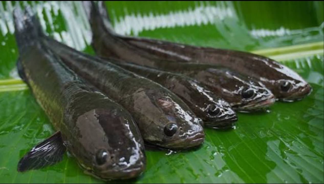 Optimalisasi Ikan Gabus sebagai 'Superfood' Lokal dalam Arsitektur Ketahanan Gizi Nasional