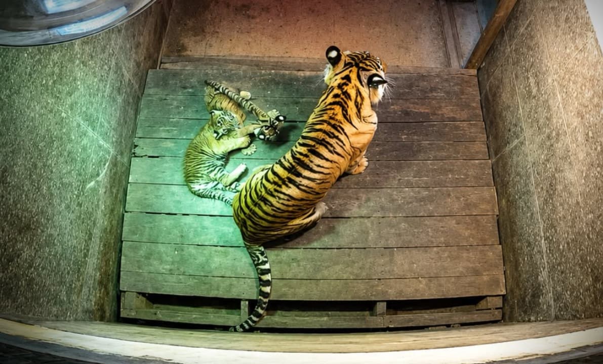 Dua Anak Harimau Sumatera Lahir di Lampung, Jadi Kelahiran Pertama Secara Ex Situ