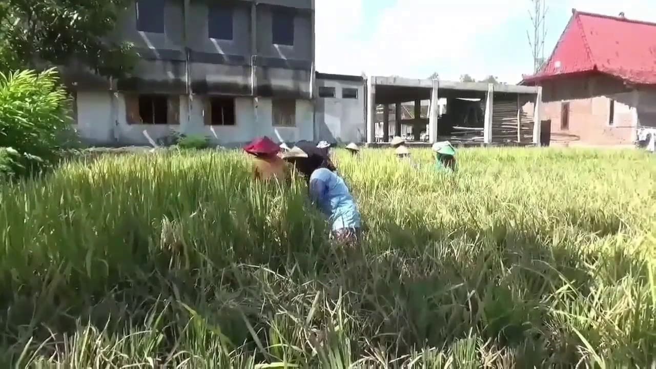 27 Ribu Hektar Lebih Lahan Pertanian di Ngawi Terapkan PRLB