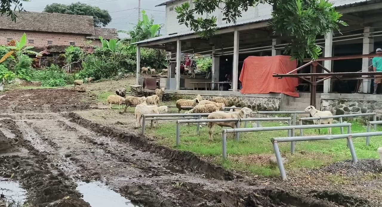 Keluhan Pedagang Dijawab, Pasar Hewan Plaosan Siap Dibenahi
