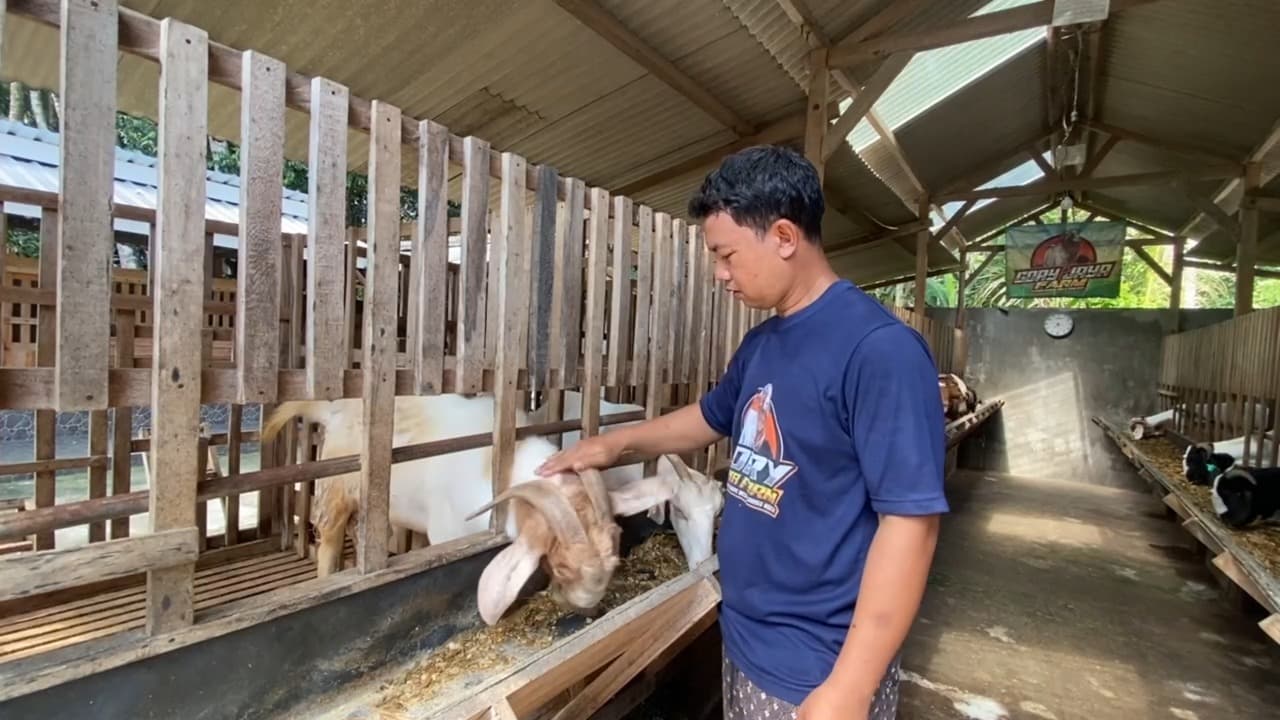 Kambing Cross Boer Kebanjiran Pesanan Jelang Idul Adha, Pembeli Didominasi Menengah Atas