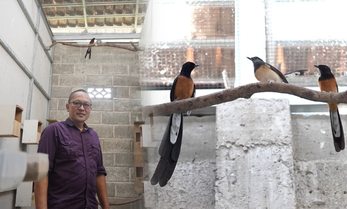 Cuan Merdu Murai Batu, Eko Sukses Kembangkan Penangkaran hingga Ratusan Ekor