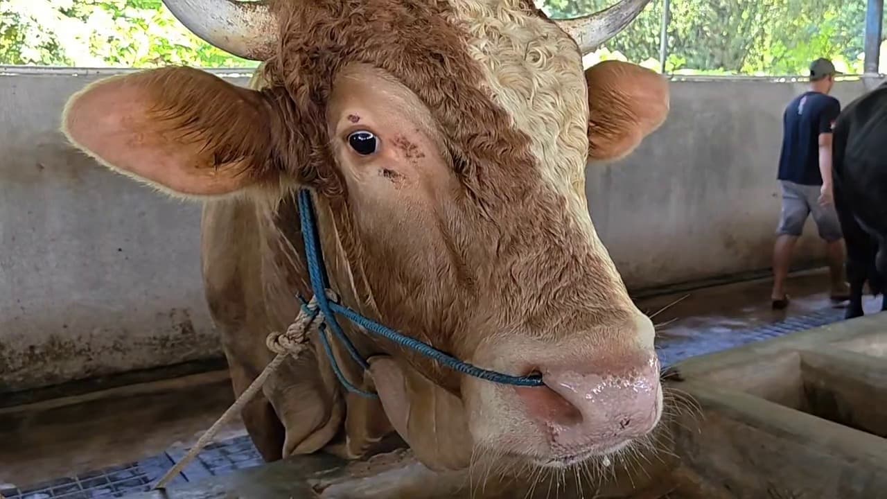 Jelang Idul Adha, Sapi Seharga Mobil Laris Manis