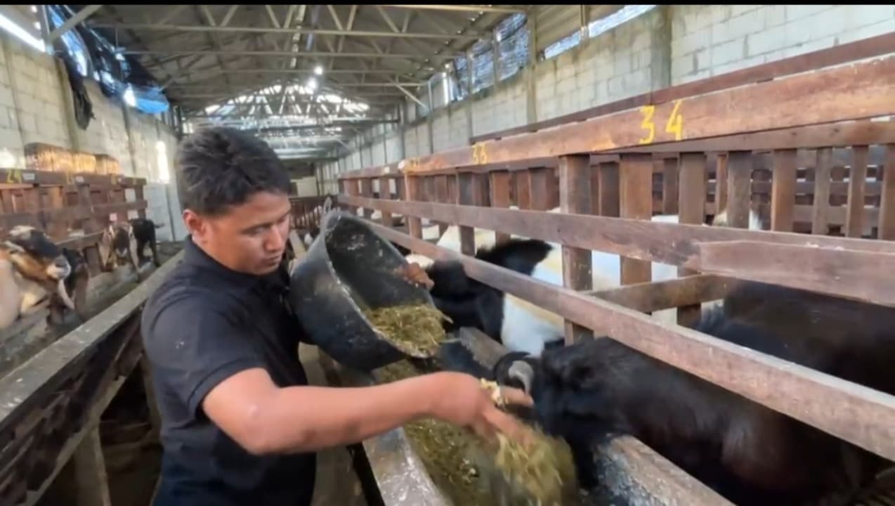 Seminggu Jelang Idul Adha, 120 Kambing di Dua Putra Farm Mojokerto Telah Terjual