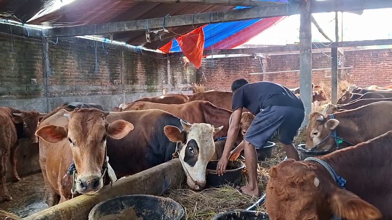Jelang Idul Adha, Permintaan Hewan Kurban di Madiun Meningkat, Ratusan Ekor Sapi Terjual