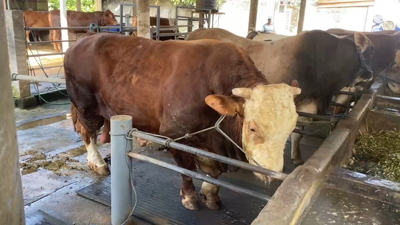 Sadewa, Sapi 1,7 Ton Asal Blitar Dibeli Presiden untuk Kurban Idul Adha