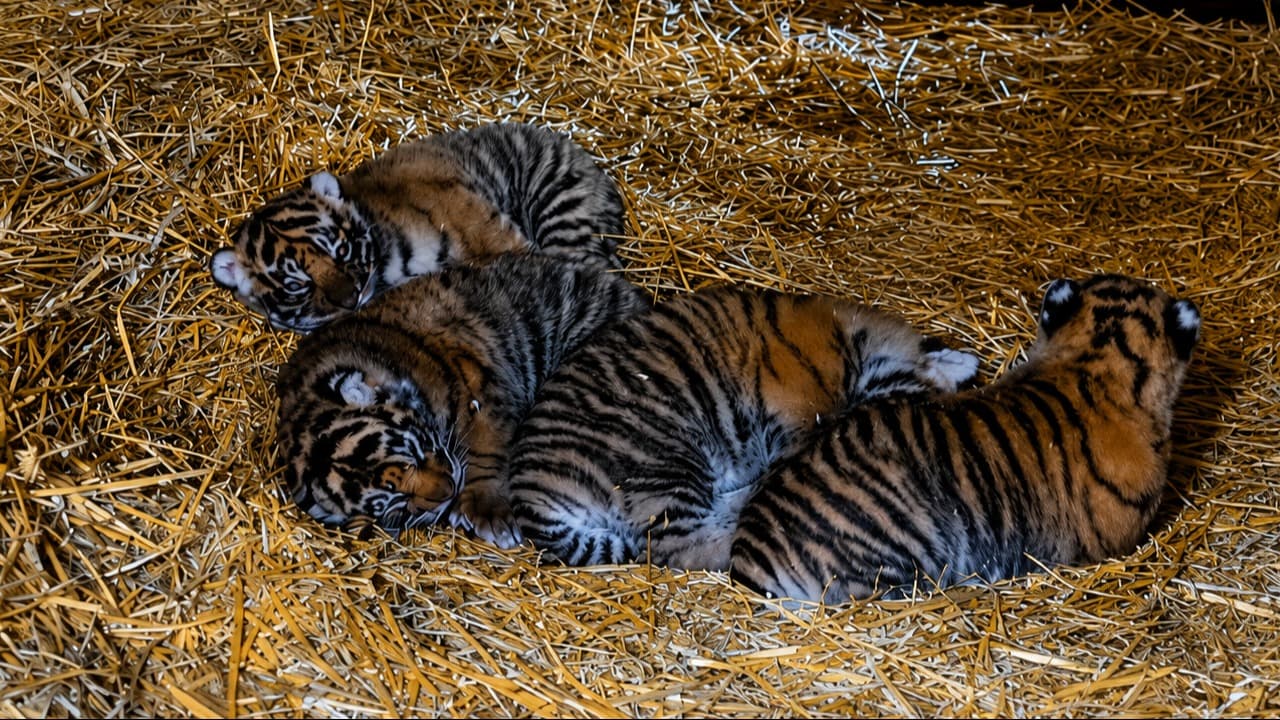 Empat Bayi Harimau Sumatera Lahir di Inggris, Jadi Harapan Baru Konservasi Satwa Langka