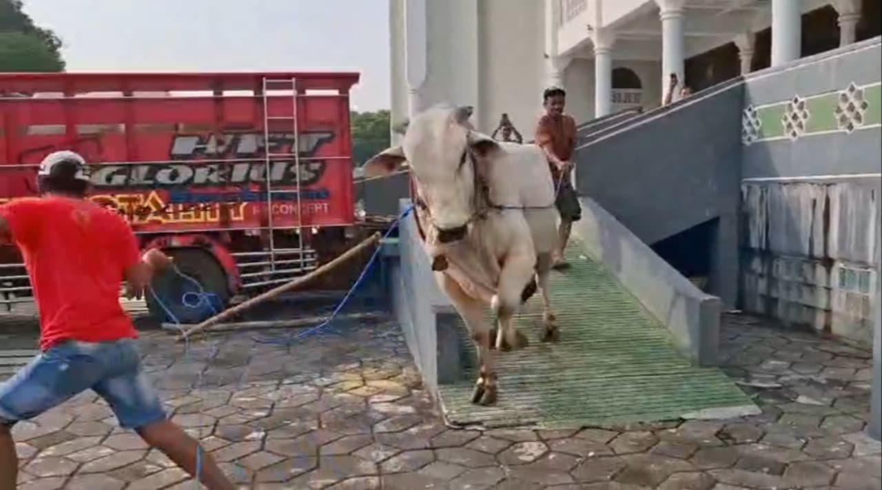 Sapi Kurban Presiden Prabowo Ngamuk Saat Tiba di Masjid Al Akbar Surabaya