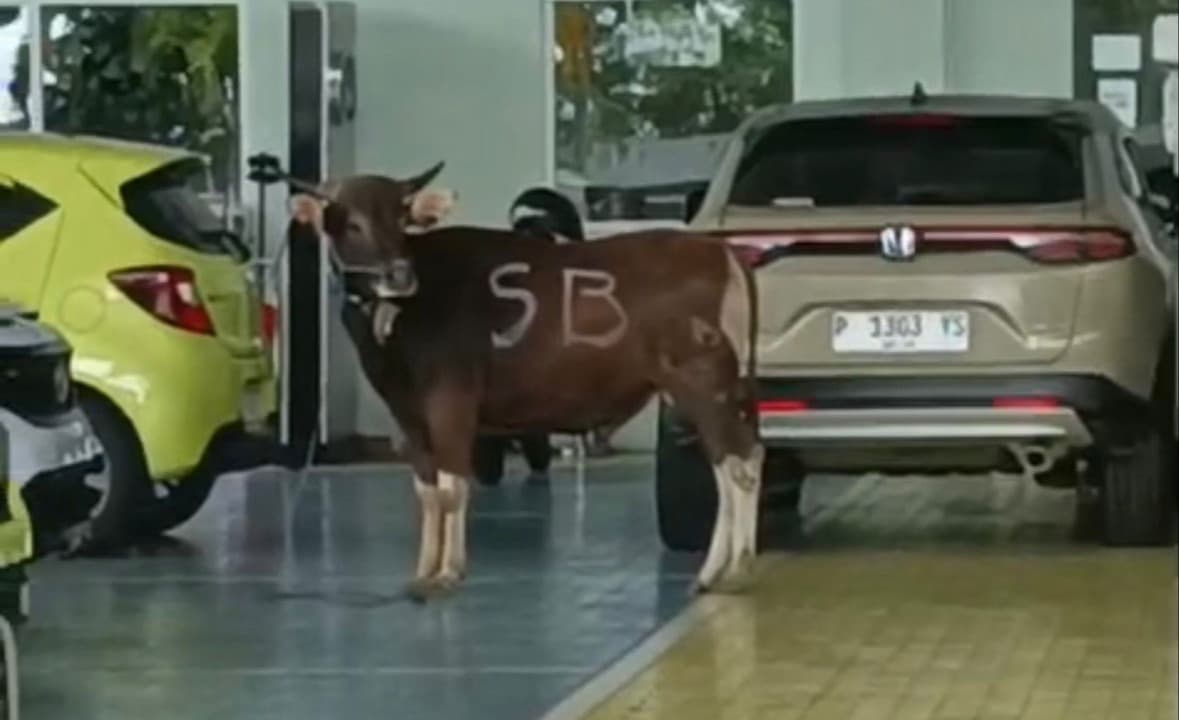Sapi Kurban Warga Banyuwangi Kabur Masuk ke Area Showroom Mobil.