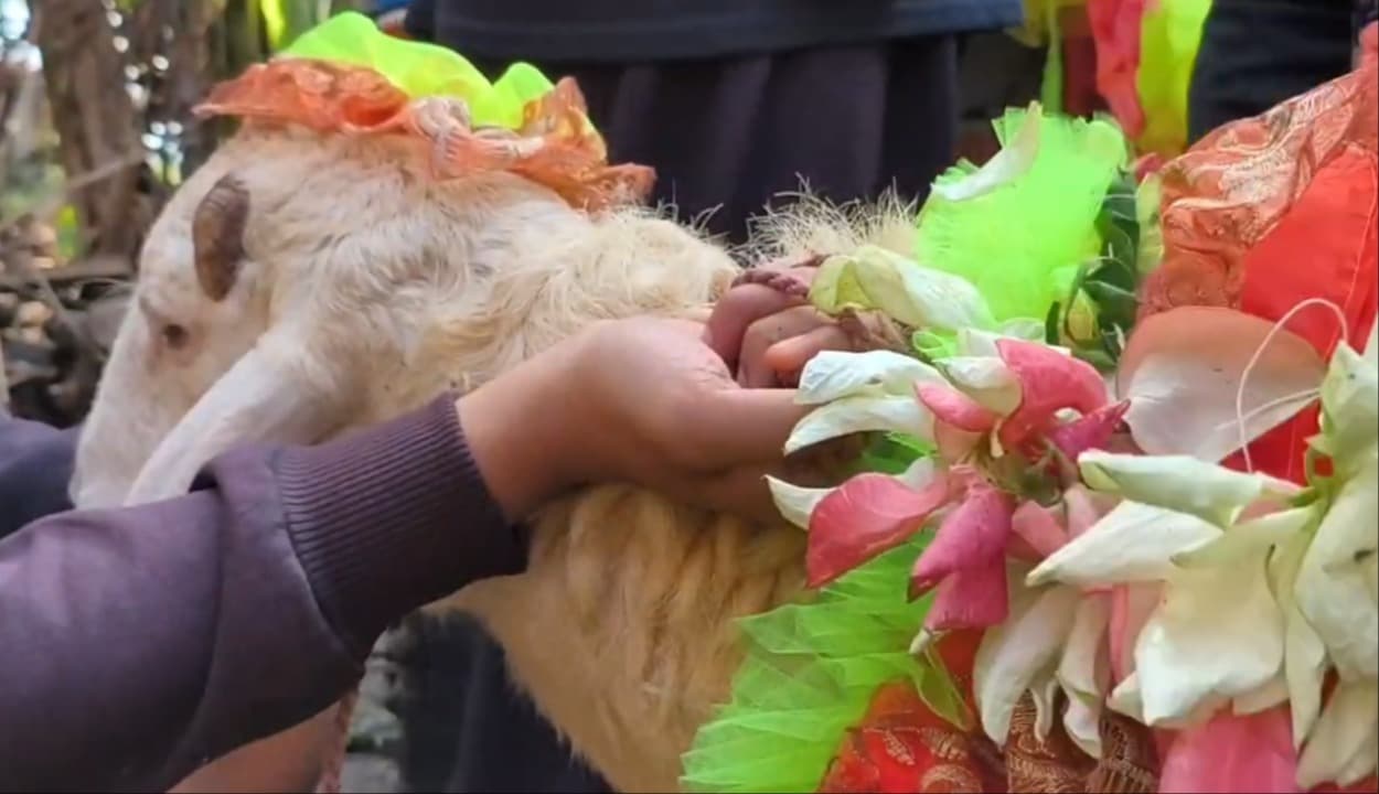 Kambing Kurban Dirias dengan Kostum Karnaval dan Diarak Keliling Kampung