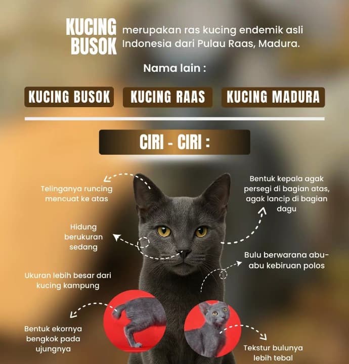 Diakui World Cat Federation, Populasi Kucing Busok Kini Kurang dari 100 Ekor