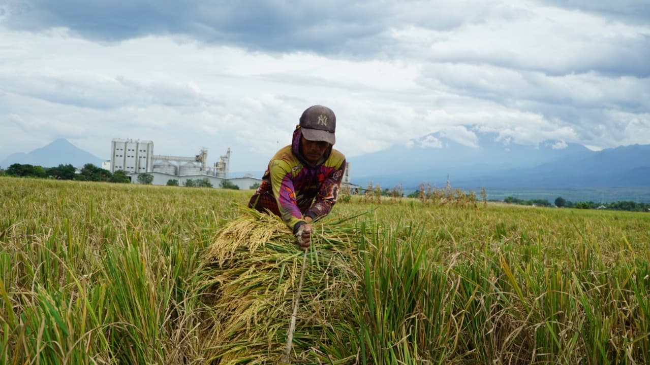 BULOG Tembus 3 Juta Ton Serapan Gabah-Beras Petani, Kontribusi Jatim Capai 26 Persen