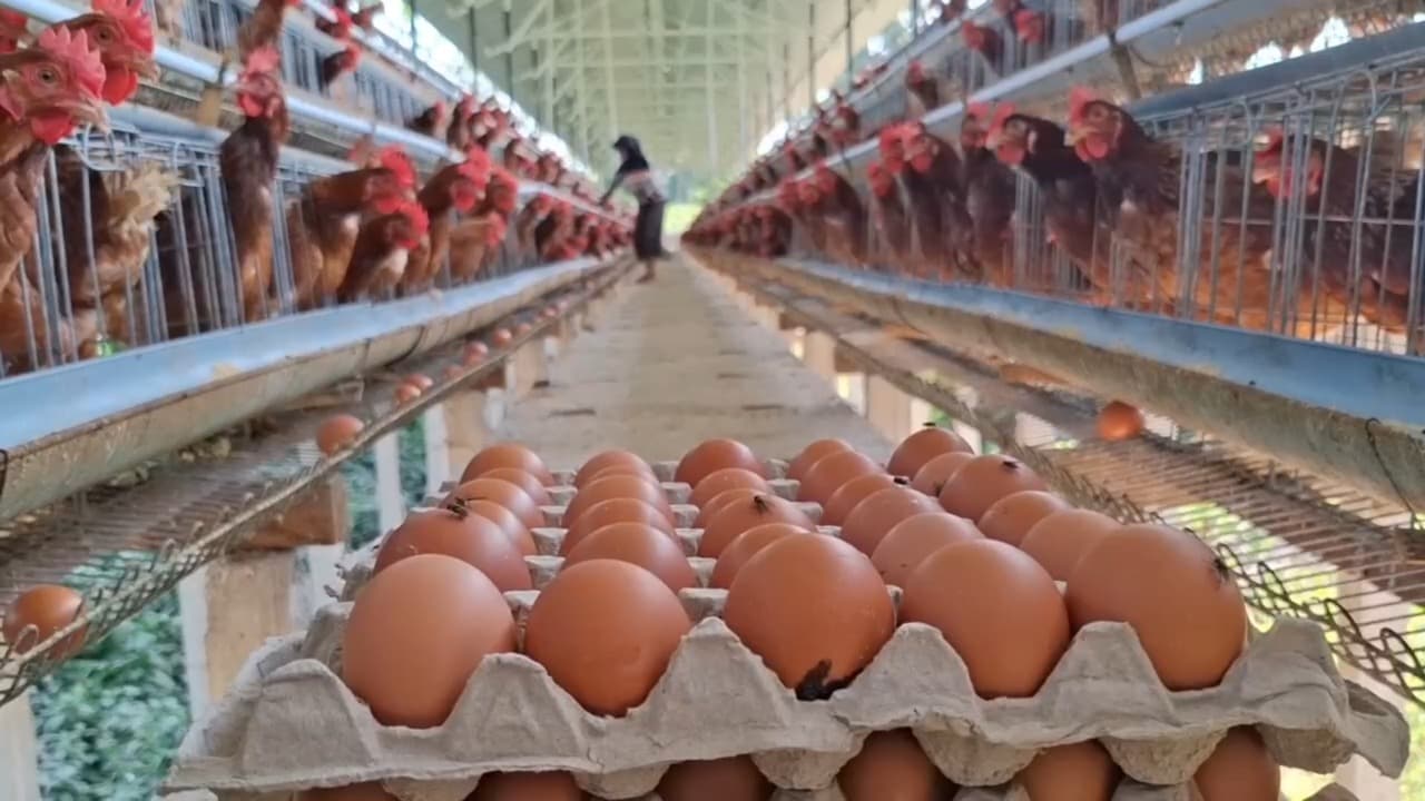 Harga Telur di Blitar Anjlok Jadi Rp 25 Ribu per Kilogram, Peternak Minta Pemerintah Turun Tangan