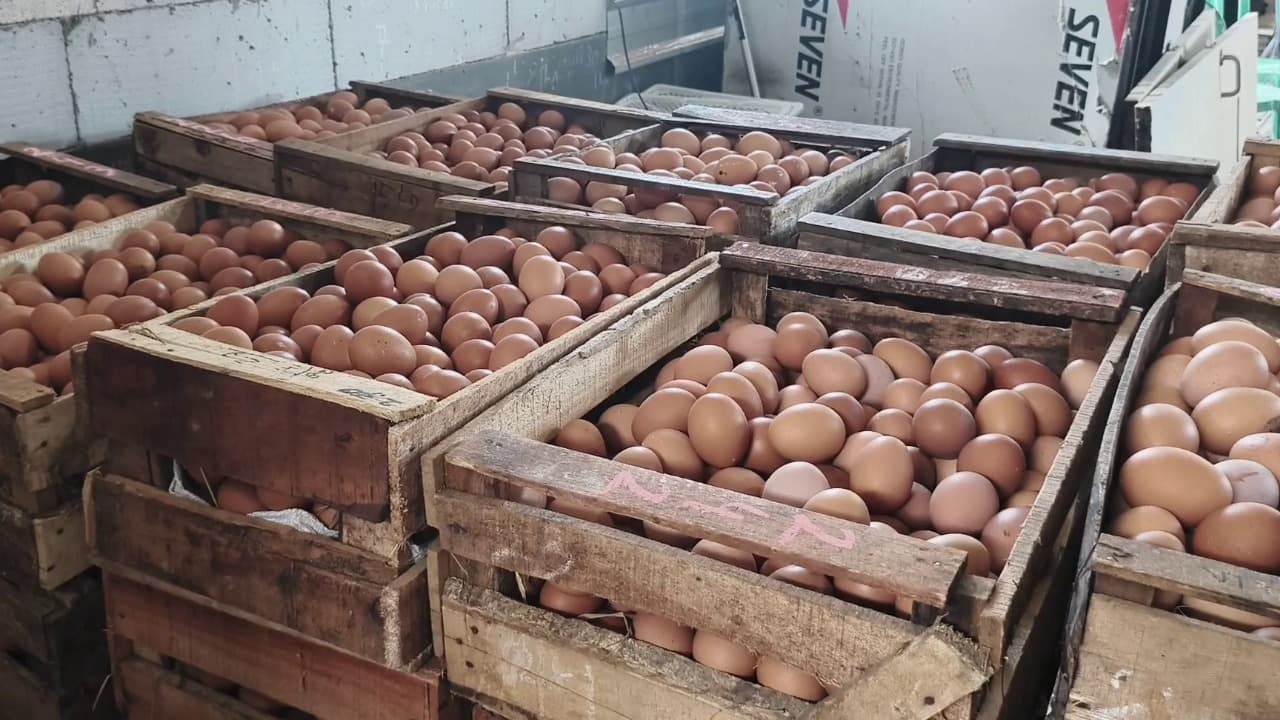 Asosiasi Peternak Usul Penyaluran Telur MBG Lewat Koperasi
