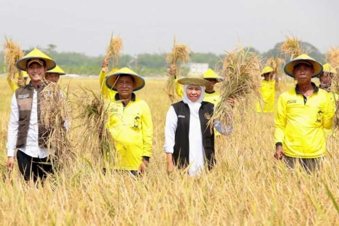 Produksi Padi Terbesar Se-Indonesia Capai 7,71 Juta Ton GKG, Gubernur Khofifah: Mantapkan Posisi Jatim Sebagai Lumbung Pangan Nasional