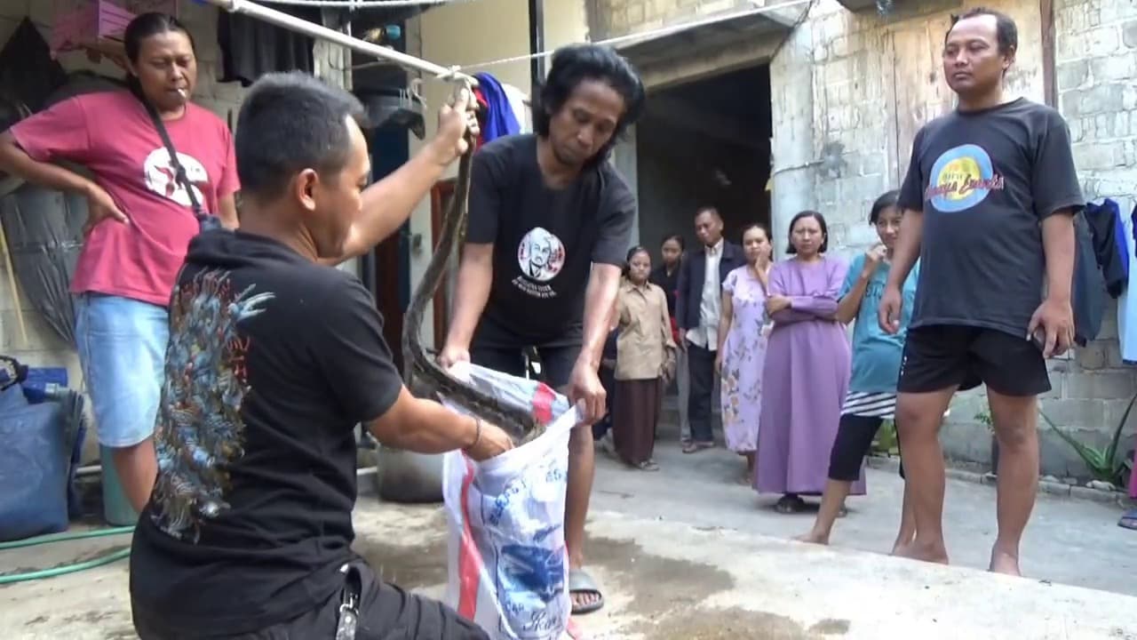 Ular Sanca Kembang 2,5 Meter Terjepit Kandang Ayam Warga