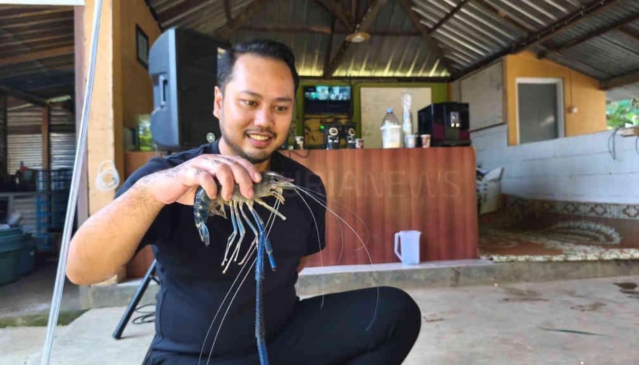 Warga Lereng Gunung Muria Sukses Budidayakan Udang Galah, Bidik Pasar Ekspor