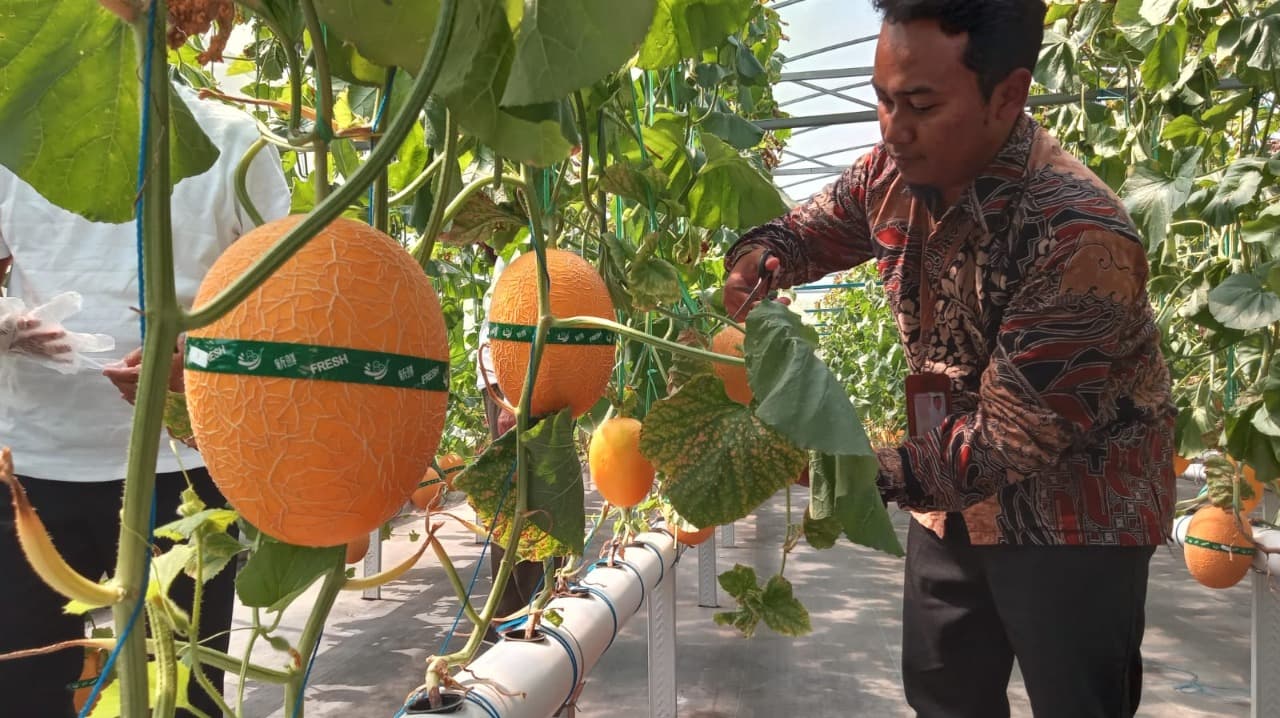 YDSF Malang Panen Melon Hidroponik Perdana di Ponpes Ar Rosyidin Donomulyo