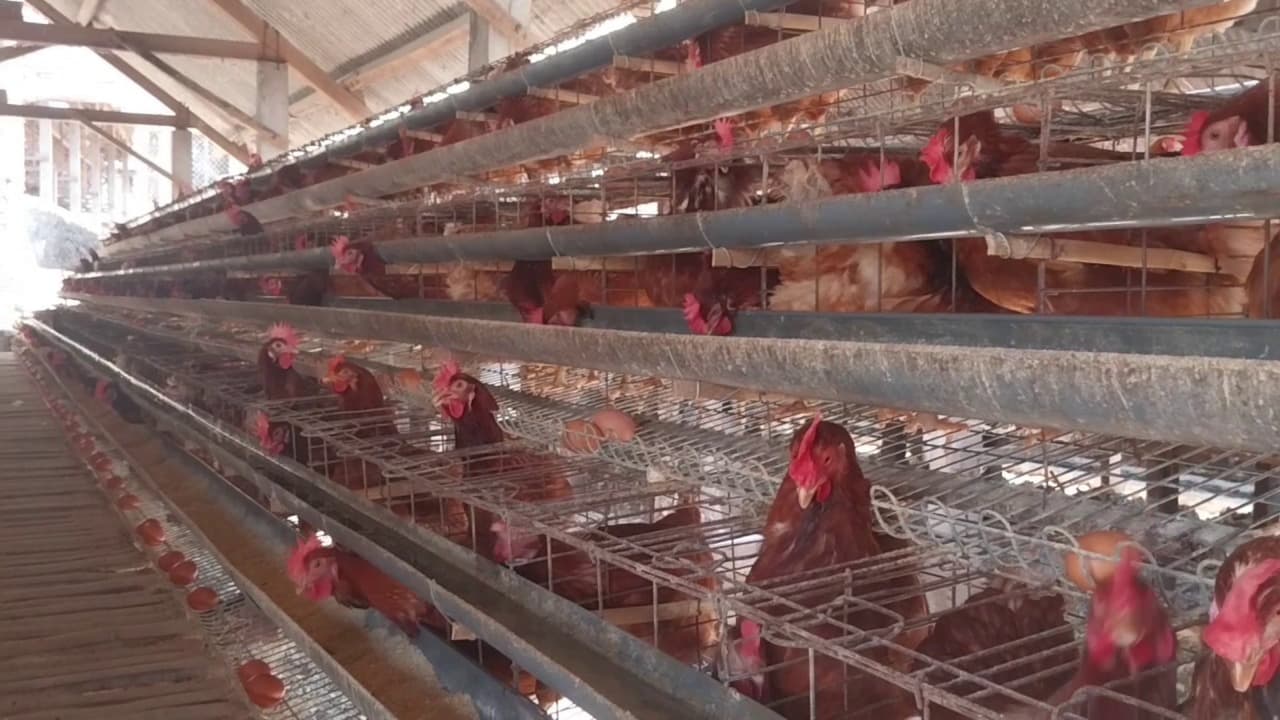 Harga Telur Anjlok di Bawah Biaya Produksi, Peternak Ayam Petelur di Magetan Menjerit