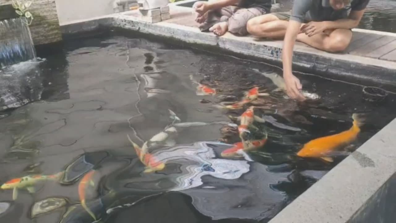 Pemadaman Listrik Ganggu Budidaya Ikan Koi