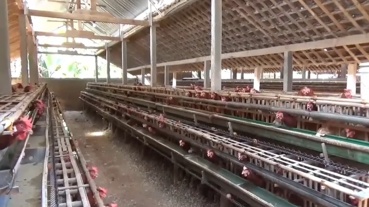 Harga Telur Anjlok, Peternak di Ngawi Kurangi Populasi Ayam
