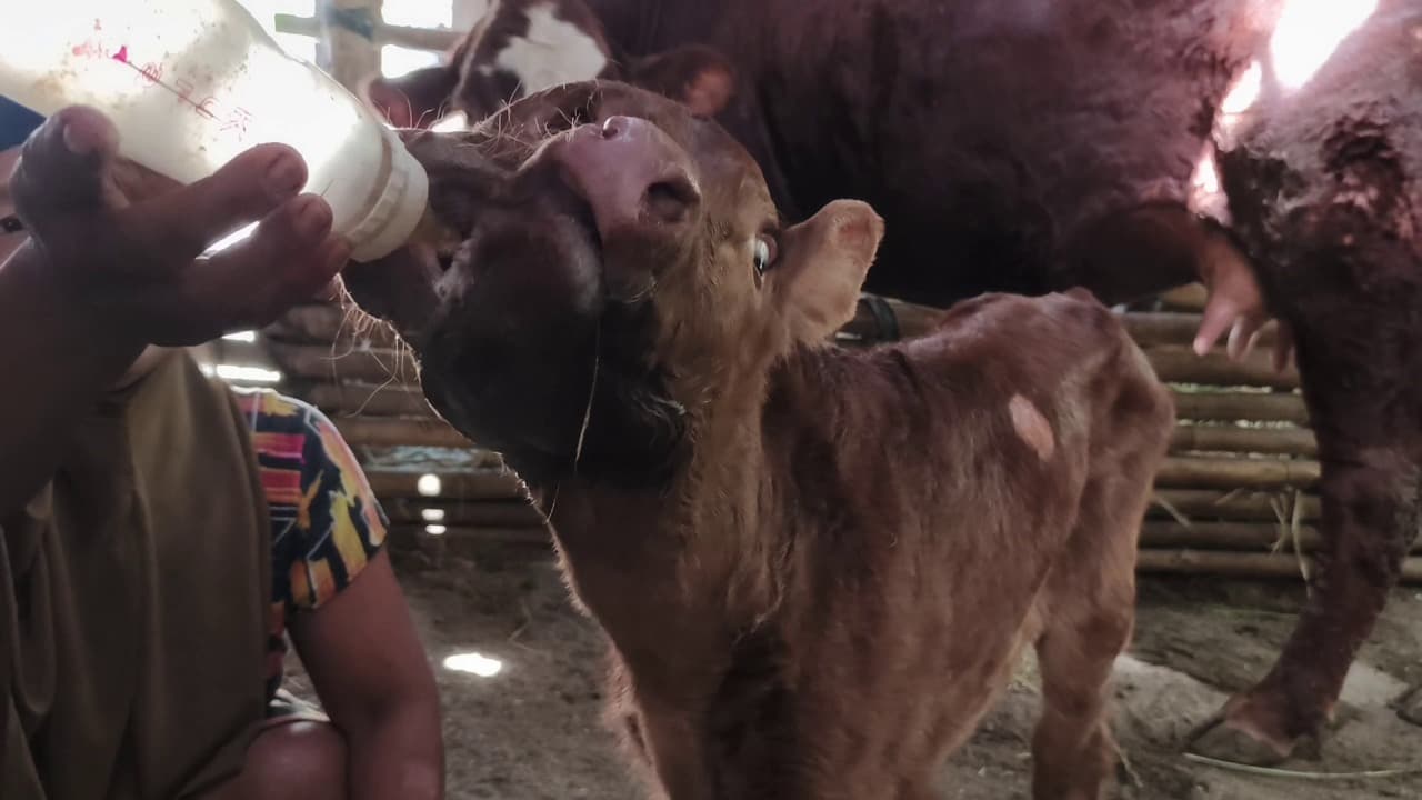 Heboh Anak Sapi Bermata Tiga dan Bermulut Dua Lahir di Magetan, Pemilik Tolak Tawaran Pembeli