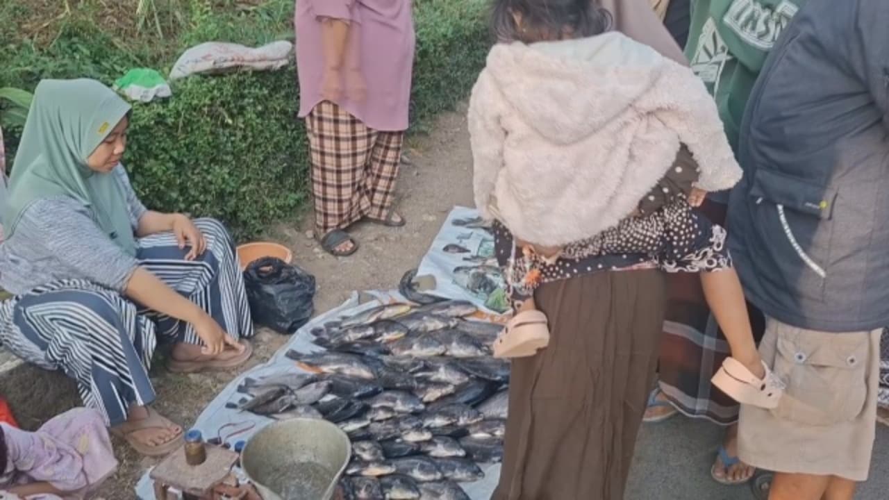 Fenomena Koyo Warga Berburu Ikan Mabuk