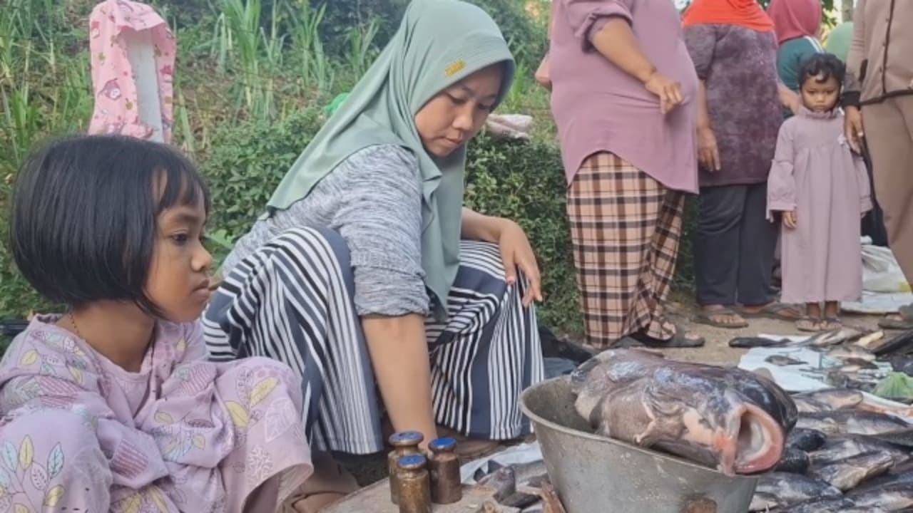 Ikan Mabuk Ranu Klakah Aman Dikonsumsi