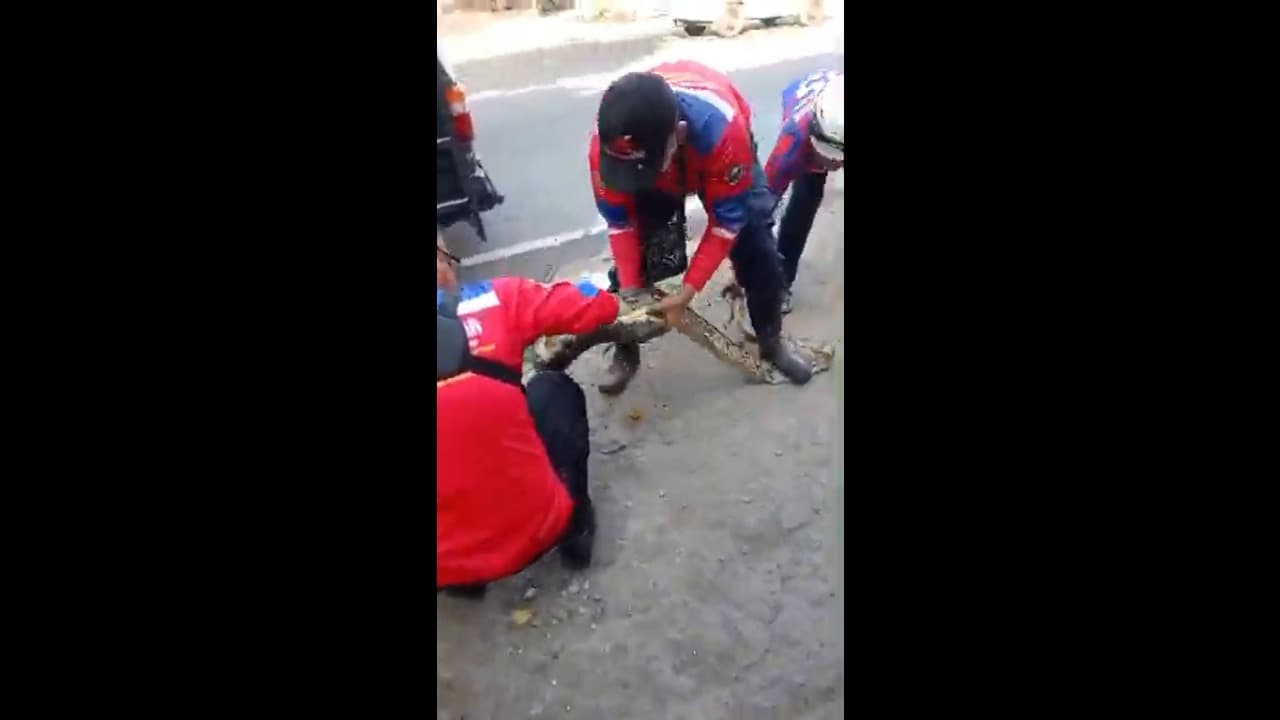 Bikin Panik Pengunjung, Ular Piton 4 Meter Dievakuasi dari Pohon Depan Kantor Pajak Tuban
