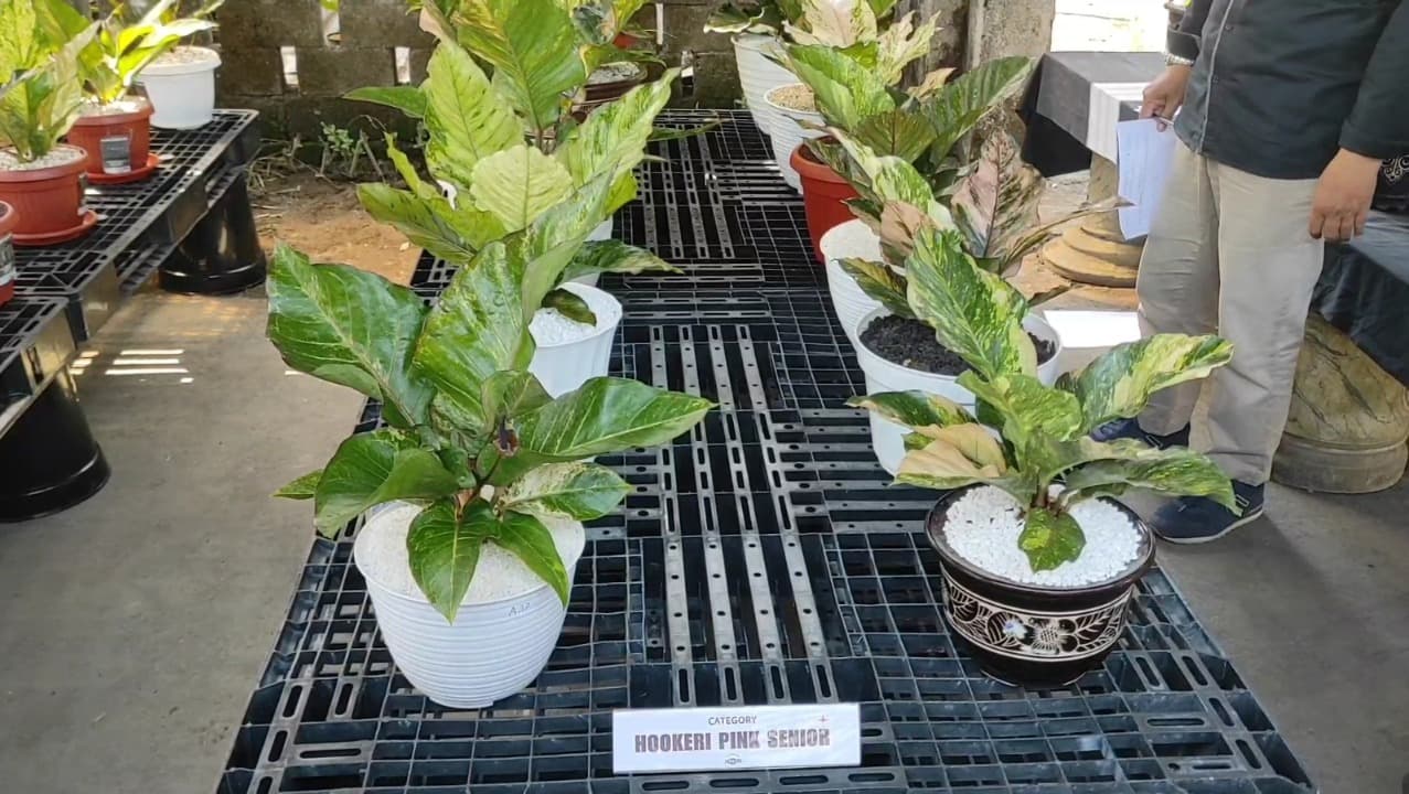 Kontes Anthurium Kediri Raya Sedot Antusiasme Warga, Puluhan Tanaman Hias Adu Keindahan